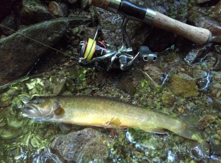 先週リリースした尺イワナが釣れた